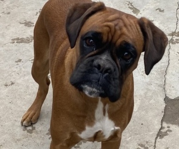 Medium Photo #1 Boxer Puppy For Sale in ONTARIO, CA, USA