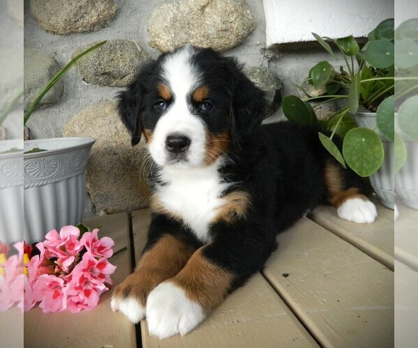 Medium Photo #2 Bernese Mountain Dog Puppy For Sale in CLARE, MI, USA