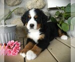 Puppy Jenny Bernese Mountain Dog