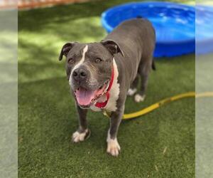 American Pit Bull Terrier-Unknown Mix Dogs for adoption in Las Vegas, NV, USA