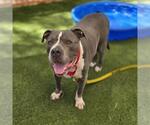 Small American Pit Bull Terrier Mix