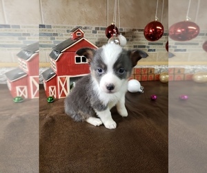 Aussie-Corgi Puppy for sale in BRIGGSDALE, CO, USA