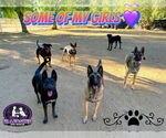 Small #1 Dutch Shepherd -German Shepherd Dog Mix
