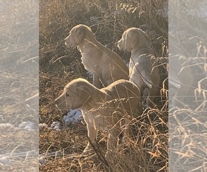 Labrador Retriever Puppy for Sale in FREDERIC, Wisconsin USA