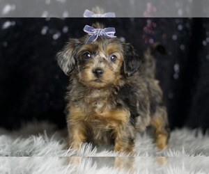 YorkiePoo Litter for sale in WARSAW, IN, USA
