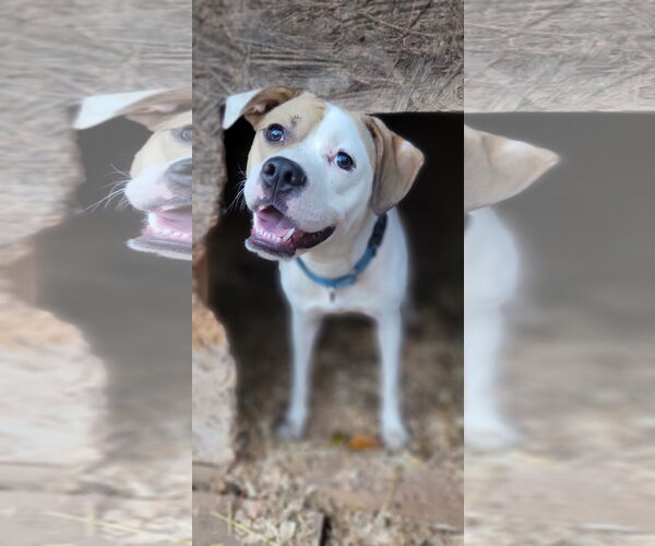 Medium Photo #1 American Staffordshire Terrier-Unknown Mix Puppy For Sale in Arlington, VA, USA