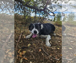 Border Collie-Unknown Mix Dogs for adoption in Monte Vista, CO, USA