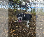 Peanut - Male Border Collie-Unknown Mix Dog for Adoption - Small photo
