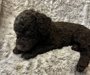 Double Doodle Puppy for sale in ANDERSON, SC, USA