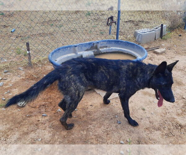 Medium Photo #2 - Mix Puppy For Sale in Imlay City, MI, USA