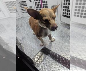Chihuahua Dogs for adoption in Palmetto, FL, USA