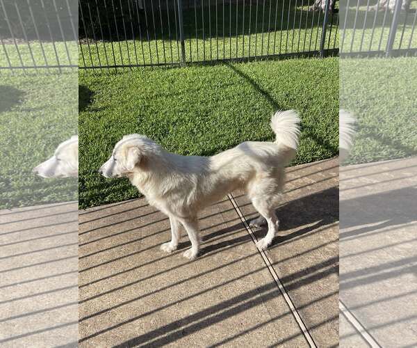 Medium Photo #9 Great Pyrenees-Unknown Mix Puppy For Sale in Houston, TX, USA
