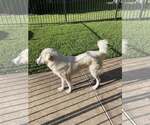 Small #8 Great Pyrenees Mix