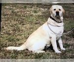 Small Photo #12 Labrador Retriever Puppy For Sale in SOUTHMONT, NC, USA
