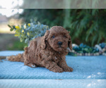 Small Photo #7 Poodle (Miniature) Puppy For Sale in KIRKWOOD, PA, USA