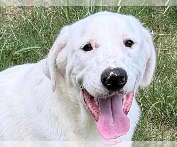 Medium Photo #1 Labrador Retriever-Unknown Mix Puppy For Sale in Wetumpka, AL, USA