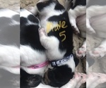 Small Photo #2 Basset Hound Puppy For Sale in LEAVENWORTH, KS, USA