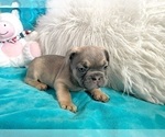 Small #3 French Bulldog