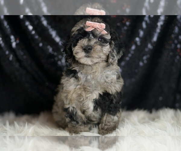 Medium Photo #2 Goldendoodle (Miniature) Puppy For Sale in WARSAW, IN, USA
