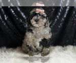 Small #1 Goldendoodle (Miniature)