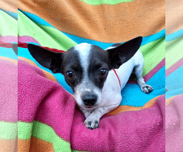 Medium Photo #4 Chihuahua-Unknown Mix Puppy For Sale in Missouri City, TX, USA