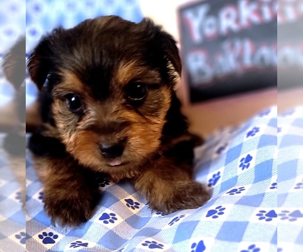 Medium Photo #1 Yorkshire Terrier Puppy For Sale in AKRON, OH, USA