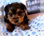 Puppy 11 Yorkshire Terrier