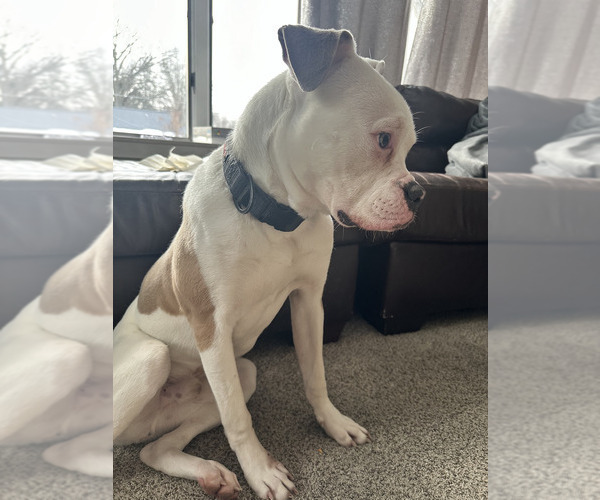 Medium Photo #2 American Bulldog Puppy For Sale in SHELBY, OH, USA
