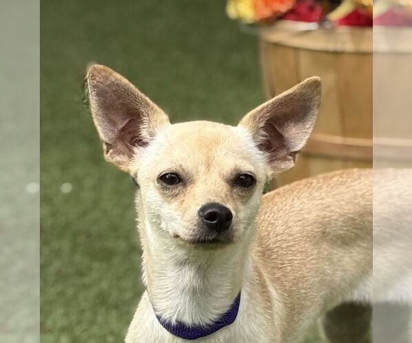 Medium Photo #1 Chihuahua Puppy For Sale in Canton, CT, USA