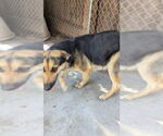 Small #3 German Shepherd Dog