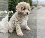 Small #2 Poodle (Miniature)