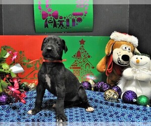 Great Dane Puppy for sale in BANGOR, WI, USA