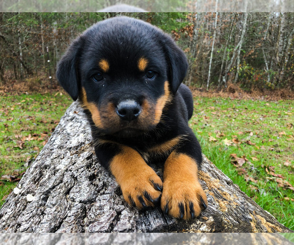 Medium Photo #14 Rottweiler Puppy For Sale in VONORE, TN, USA