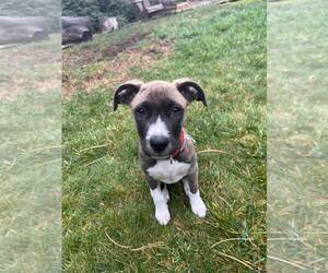Mutt Dogs for adoption in Fort Collins, CO, USA