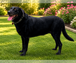 Small #1 Labrador Retriever