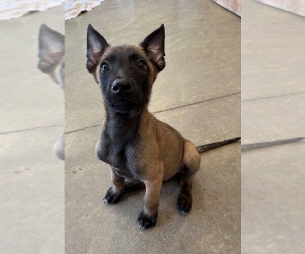 Medium Photo #1 Mutt Puppy For Sale in Imlay City, MI, USA