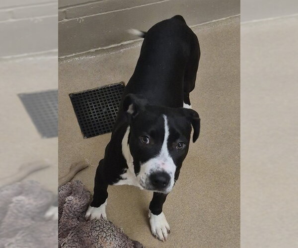 Medium Photo #1 Mutt Puppy For Sale in Decatur, IL, USA