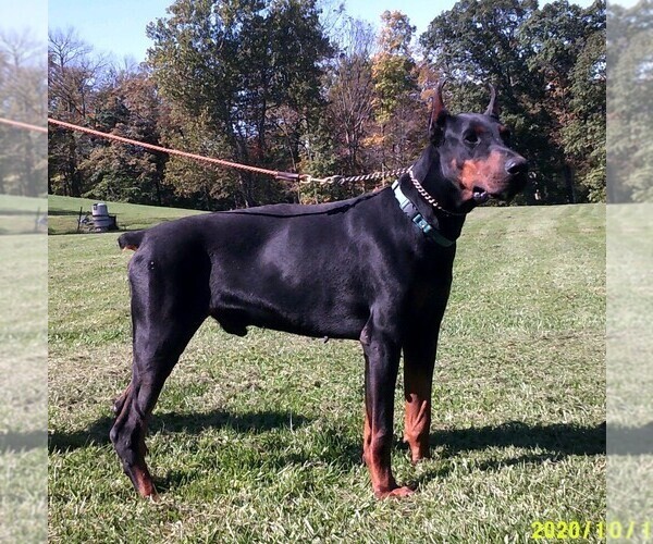 Medium Photo #8 Doberman Pinscher Puppy For Sale in BOUCKVILLE, NY, USA