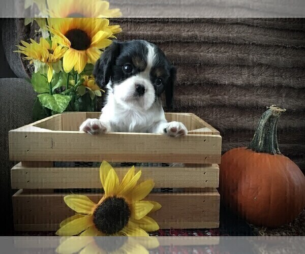 Medium Photo #1 Cavalier King Charles Spaniel Puppy For Sale in CLARE, MI, USA
