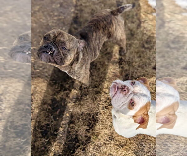 Medium Photo #3 Bulldog Puppy For Sale in Dumont, NJ, USA