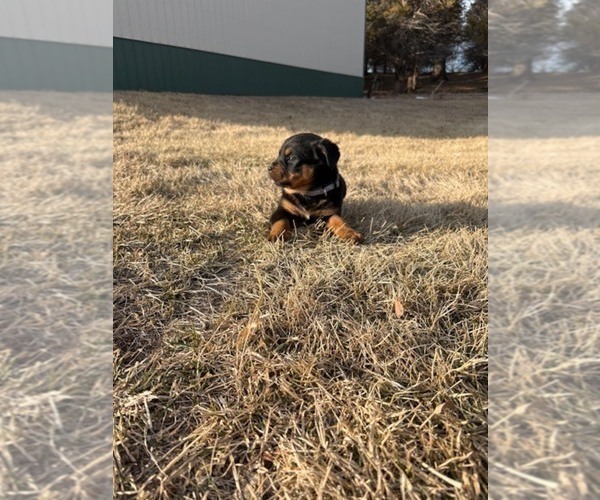 Medium Photo #11 Bernese Mountain Dog-Rottweiler Mix Puppy For Sale in SHEFFIELD, IL, USA