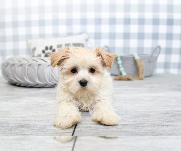 Medium Photo #5 Mal-Shi Puppy For Sale in MARIETTA, GA, USA