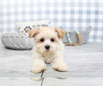 Small Photo #5 Mal-Shi Puppy For Sale in MARIETTA, GA, USA