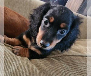 Dachshund Puppy for sale in YALE, OK, USA
