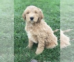 Puppy 1 English Cream Golden Retriever-Poodle (Standard) Mix