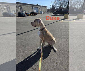 Great Dane Dogs for adoption in Foristell, MO, USA