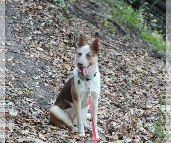 Medium Photo #3 Mutt Puppy For Sale in Paso Robles, CA, USA