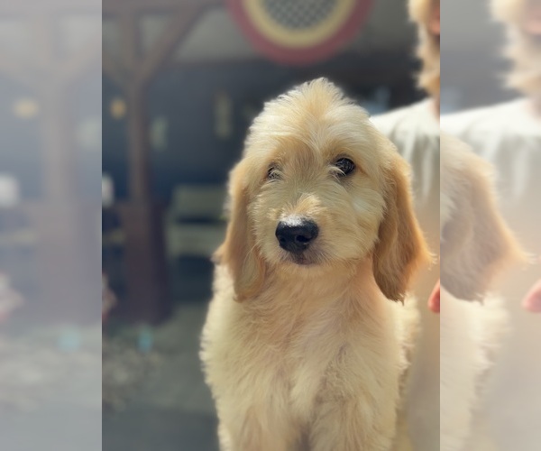 Medium Photo #1 Goldendoodle Puppy For Sale in OKEMAH, OK, USA