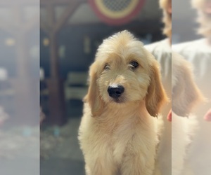 Goldendoodle Puppy for sale in OKEMAH, OK, USA