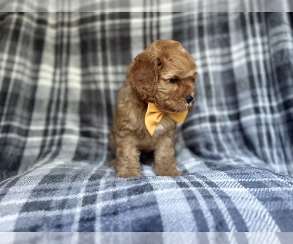 Medium Photo #3 Cavapoo Puppy For Sale in LAKELAND, FL, USA